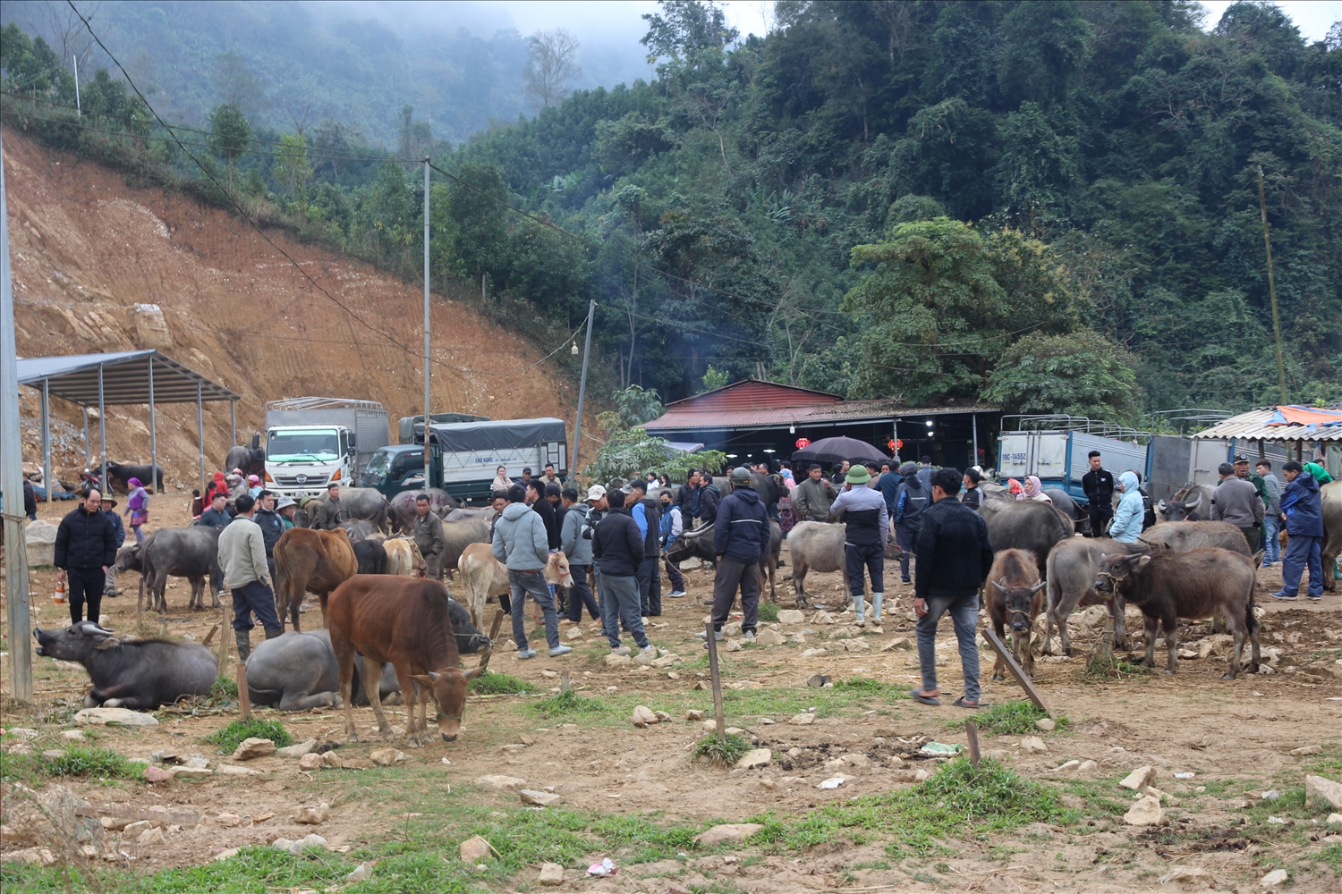 Hàng nghìn con trâu, bò được đưa xuống bán tịa phiên chợ giáp Tết (ảnh Trọng Bảo)
