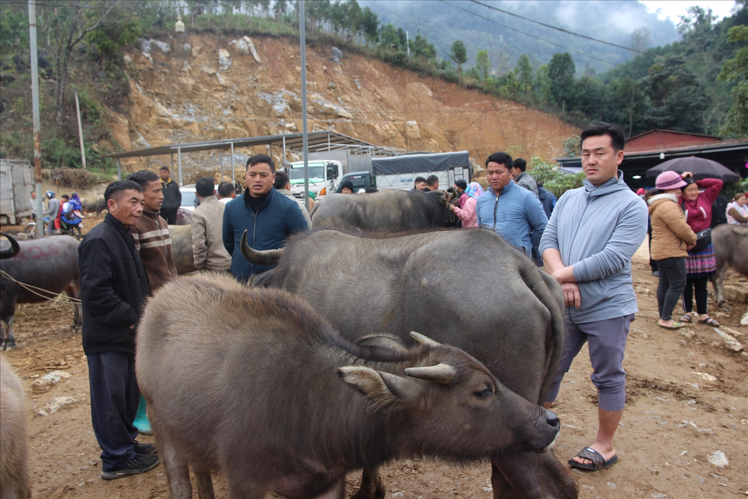 Anh Pủa (thứ 3 từ phải qua) và thương lái đang thỏa thuận giá bán đôi trâu (ảnh Trọng Bảo)