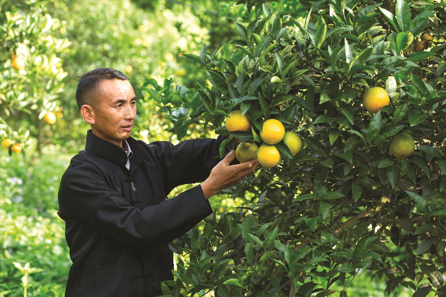 Ông Sùng Văn Sinh, Trưởng thôn, Người có uy tín thôn Suối Thầu, xã Pà Vầy Sủ, tỉnh Tuyên Quang là tấm gương sáng về phát triển kinh tế. Ảnh Vũ Mừng