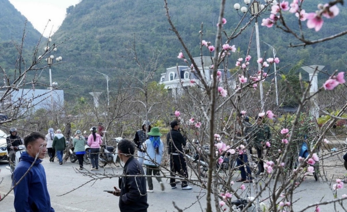Sắc đào rừng rực rỡ trên mọi nẻo đường vùng cao Lai Châu (Ảnh TTXVN)