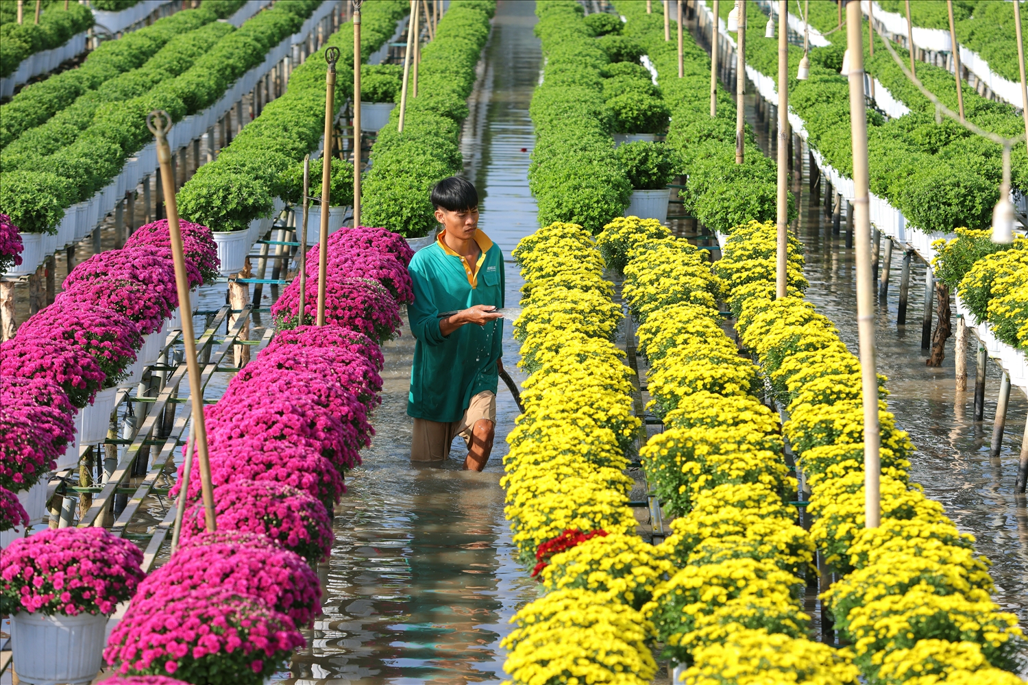 Sắc màu mùa Xuân ở phương Nam được rệt bằng những bàn tan lao động bền bỉ