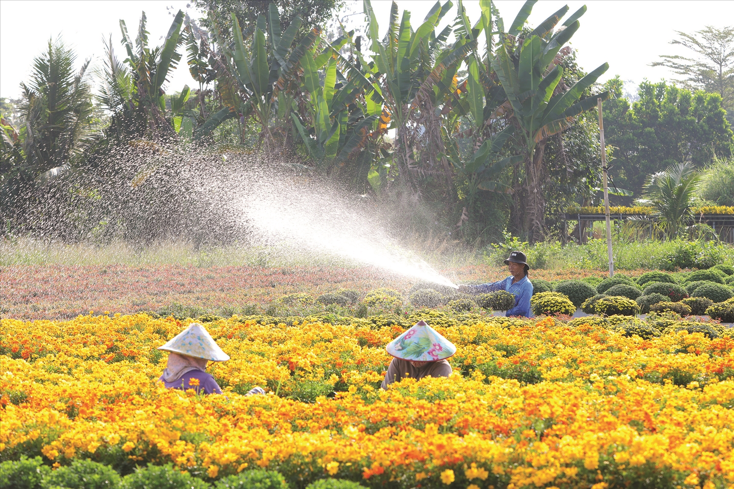 (BÁO IN) Đi tìm sắc Xuân ở đất trời phương Nam 3