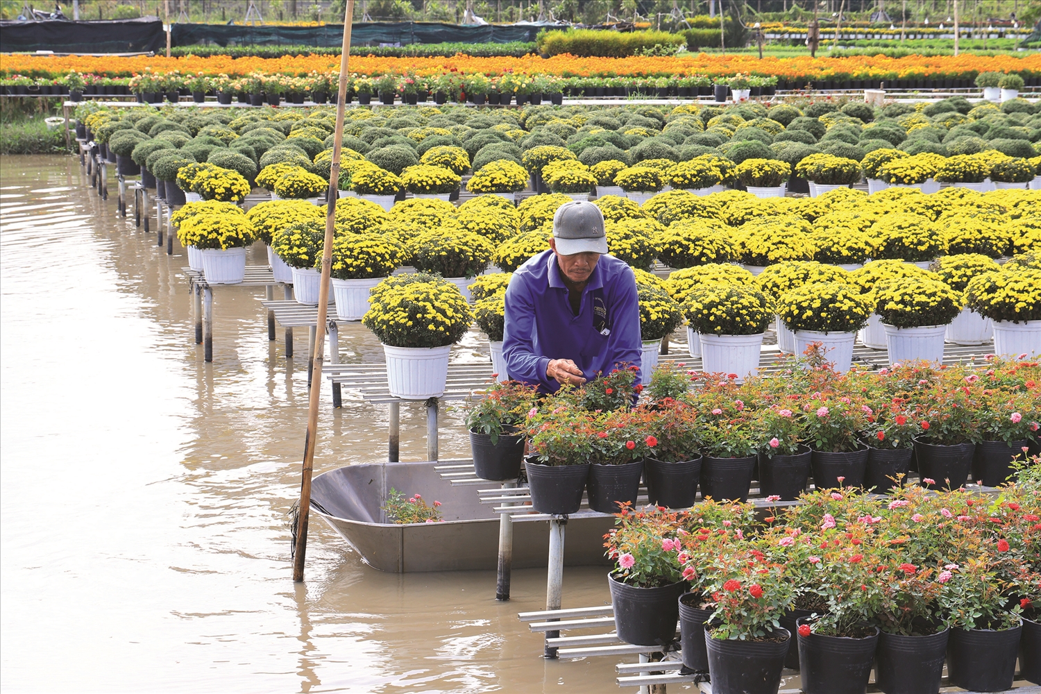 Người nông dân tại làng hoa Sa Đéc “dệt” sắc màu của mùa Xuân phương Nam