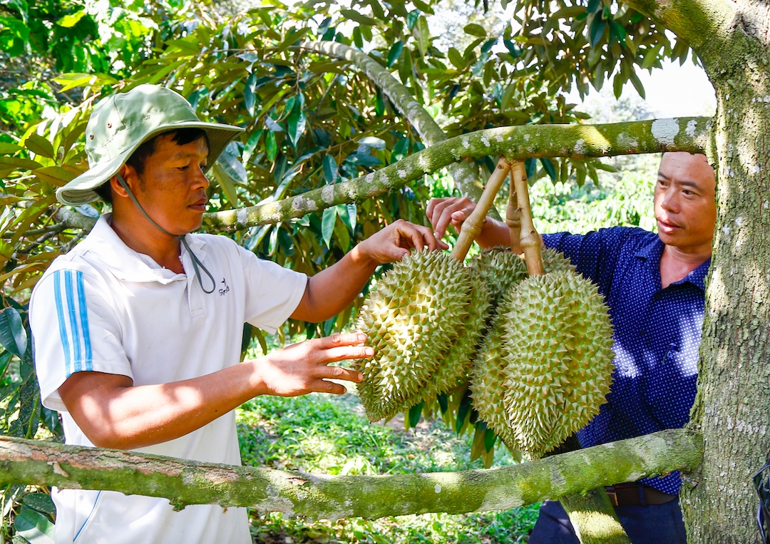 Cây sầu riêng giúp cho nhiều hộ đồng bào DTTS trở thành tỉ phú. (Ảnh: T.N)