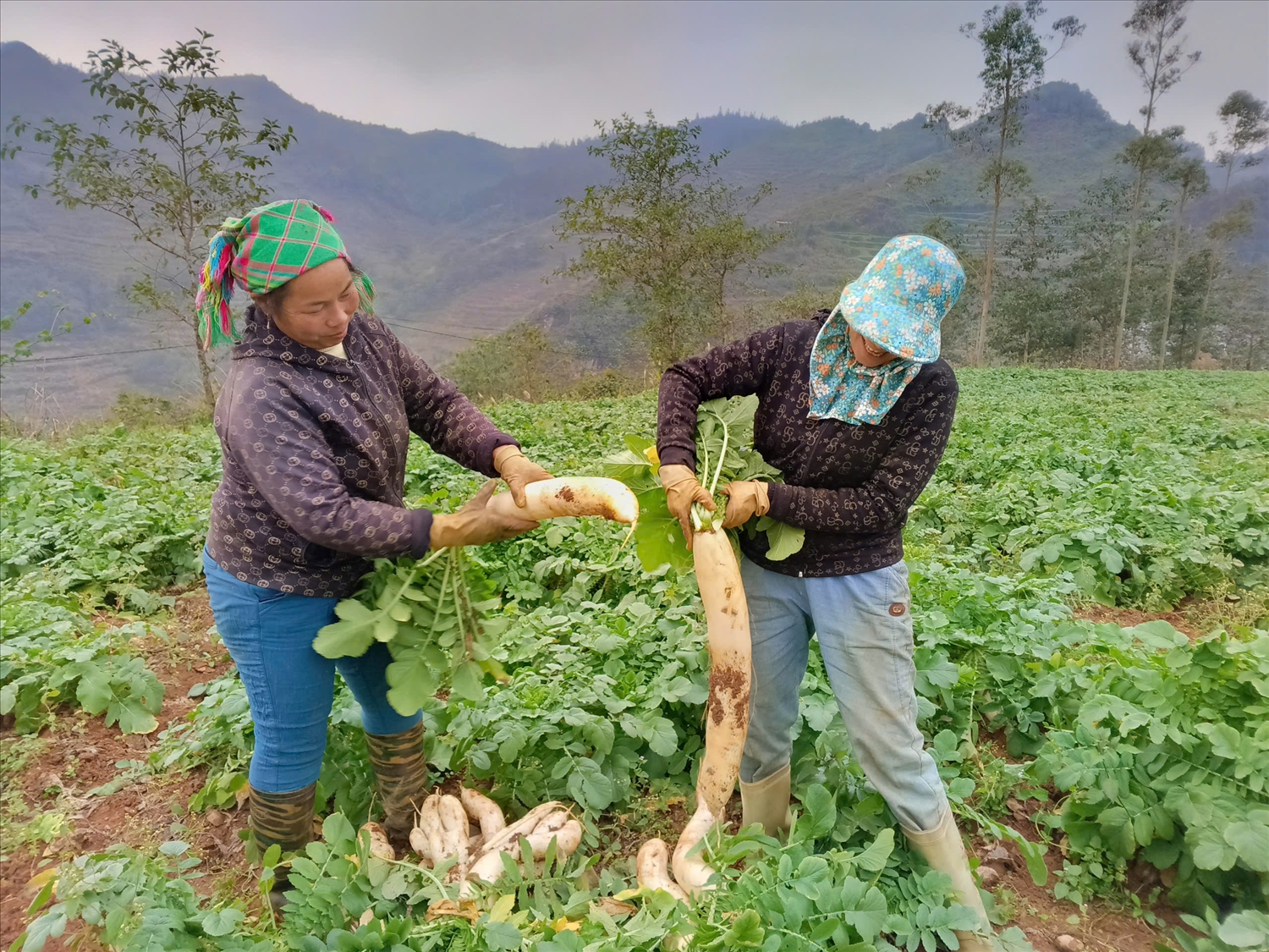 Mô hình trồng củ cải trắng tại Xín Mần