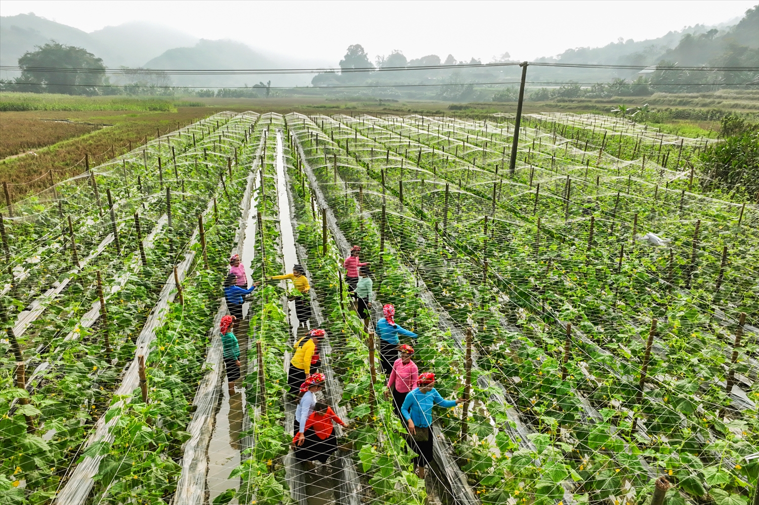 Khi sương mù còn bảng lảng trên những nếp nhà sàn, cánh đồng dưa của người Tày đã hiện ra như một dải lụa xanh mướt. Đây không chỉ là nương rẫy, mà là trái tim của mô hình