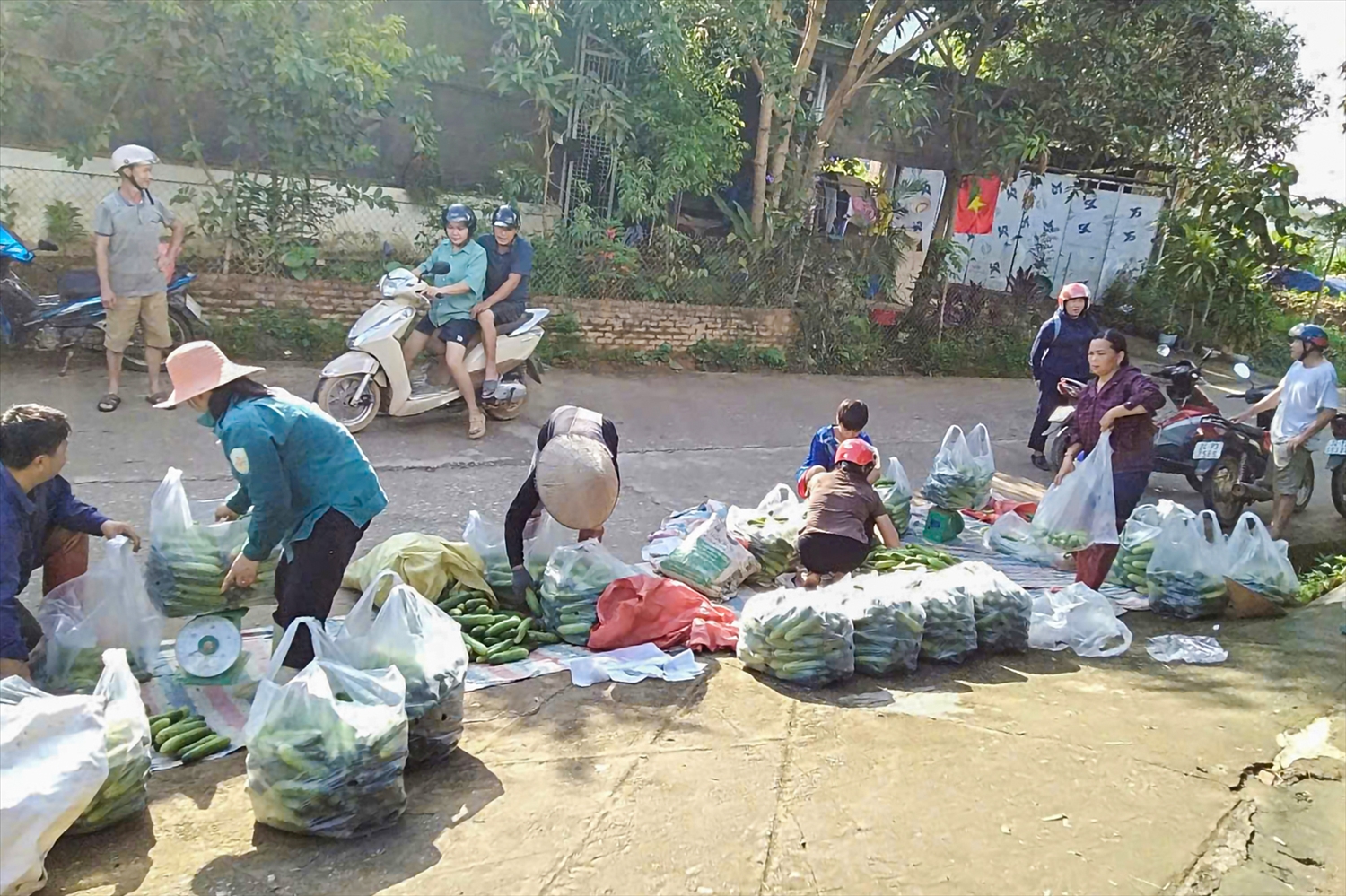 Điểm cân phối hợp cùng HTX Thành Đạt thu mua sản phẩm hàng ngày cho bà con. Việc ký kết hợp đồng theo giá thị trường (bình quân 7.500đ/kg) giúp người dân yên tâm sản xuất