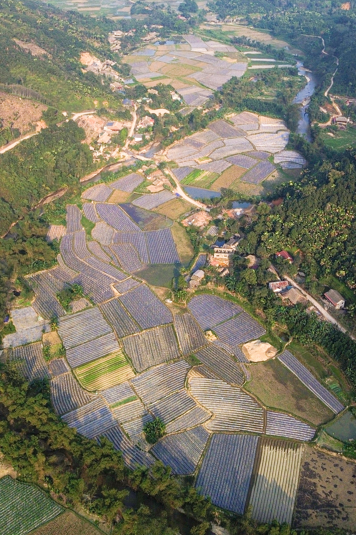 Hầu hết những thửa ruộng lúa của người dân đã được chuyển đổi sang trồng dưa