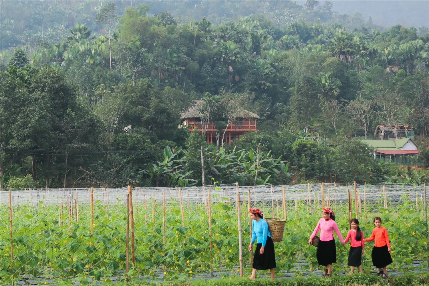 Khi bóng chiều đổ xuống, bản làng vẫn rộn ràng tiếng cười. Mô hình Dưa sạch - Du lịch xanh đang mở ra một chương mới, nơi sinh kế bền vững hòa quyện cùng bản sắc văn hóa ngàn đời.