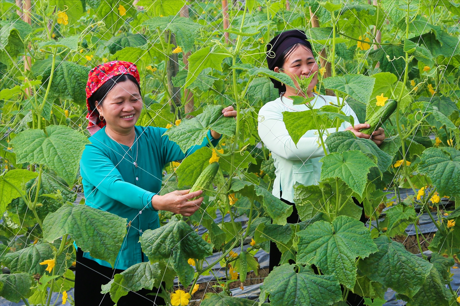 Chỉ sau 33 ngày gieo trồng cần mẫn dưới bàn tay của người nông dân Tày, những cây dưa đã bắt đầu cho lứa quả đầu tiên