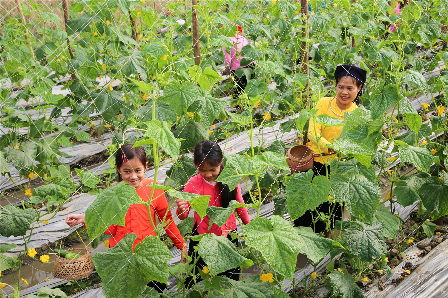 Không dùng hóa chất, mỗi gốc dưa được chăm chút bằng đôi tay cần mẫn và phân bón hữu cơ. Người Tày tin rằng, khi mình đối xử tốt với đất, đất sẽ trả về những trái ngọt lành nhất