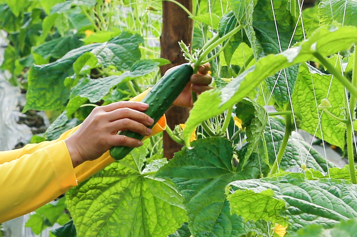 Những trái dưa xanh non, chi chít trên giàn là minh chứng rõ nét cho sự chuyển mình mạnh mẽ của đất đai và con người Nghĩa Đô