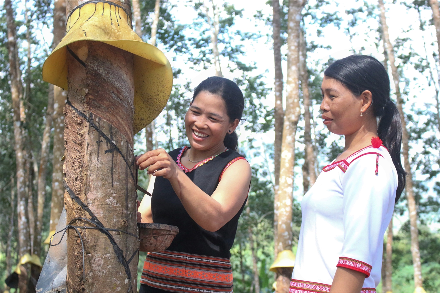 Chị Y Byun (bên trái) là một trong những người tiên phong ở làng Le từ bò cây lúa rẫy sang trồng cây cao su