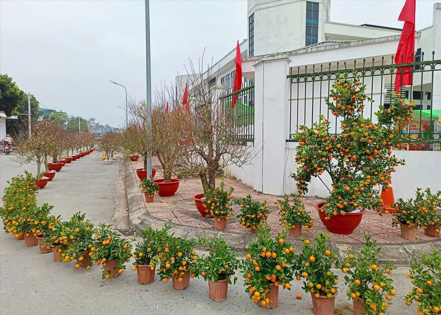 Cành đào, cây quất bày trên con những con đường, tuyến phố 