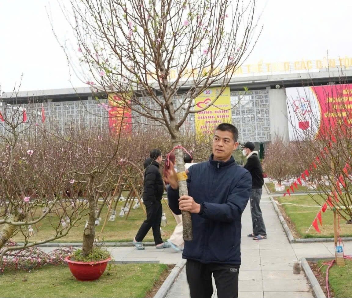 Người dân phấn khởi chọn mua cành đào về gia đình 