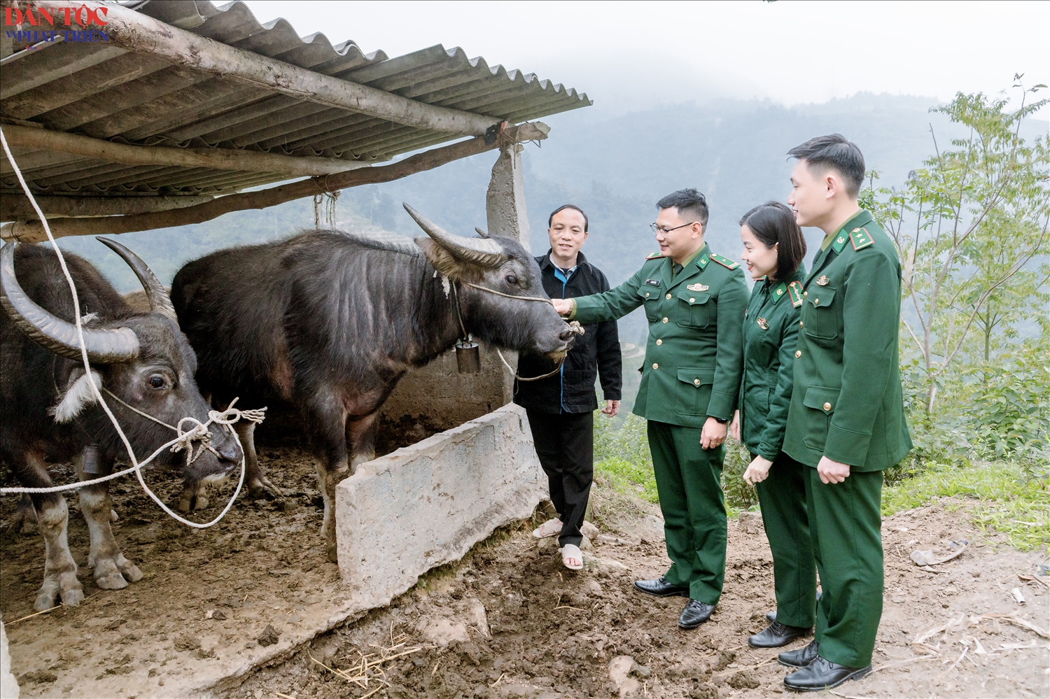 Từ sự hướng dẫn, giúp sức của người lính quân hàm xanh, mô hình chăn nuôi trâu sinh sản của gia đình anh Đặng Văn Lòng đã đạt được nhiều kết quả