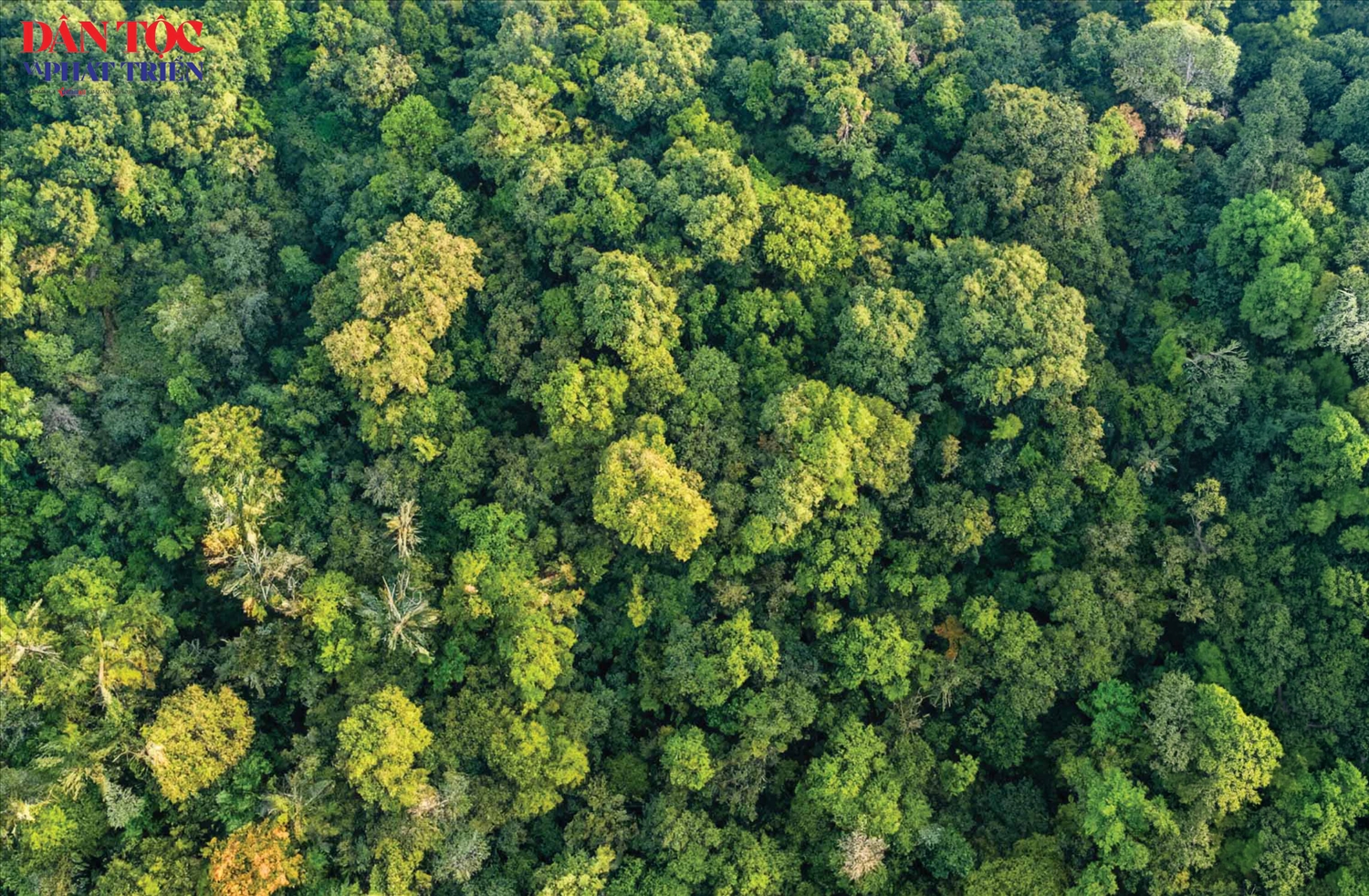 Nằm trên vùng Cao nguyên đá Đồng Văn, Khu bảo tồn thiên nhiên Chí Sán là một trong những cánh rừng tự nhiên còn giữ được vẻ hoang sơ, ít chịu tác động của con người.