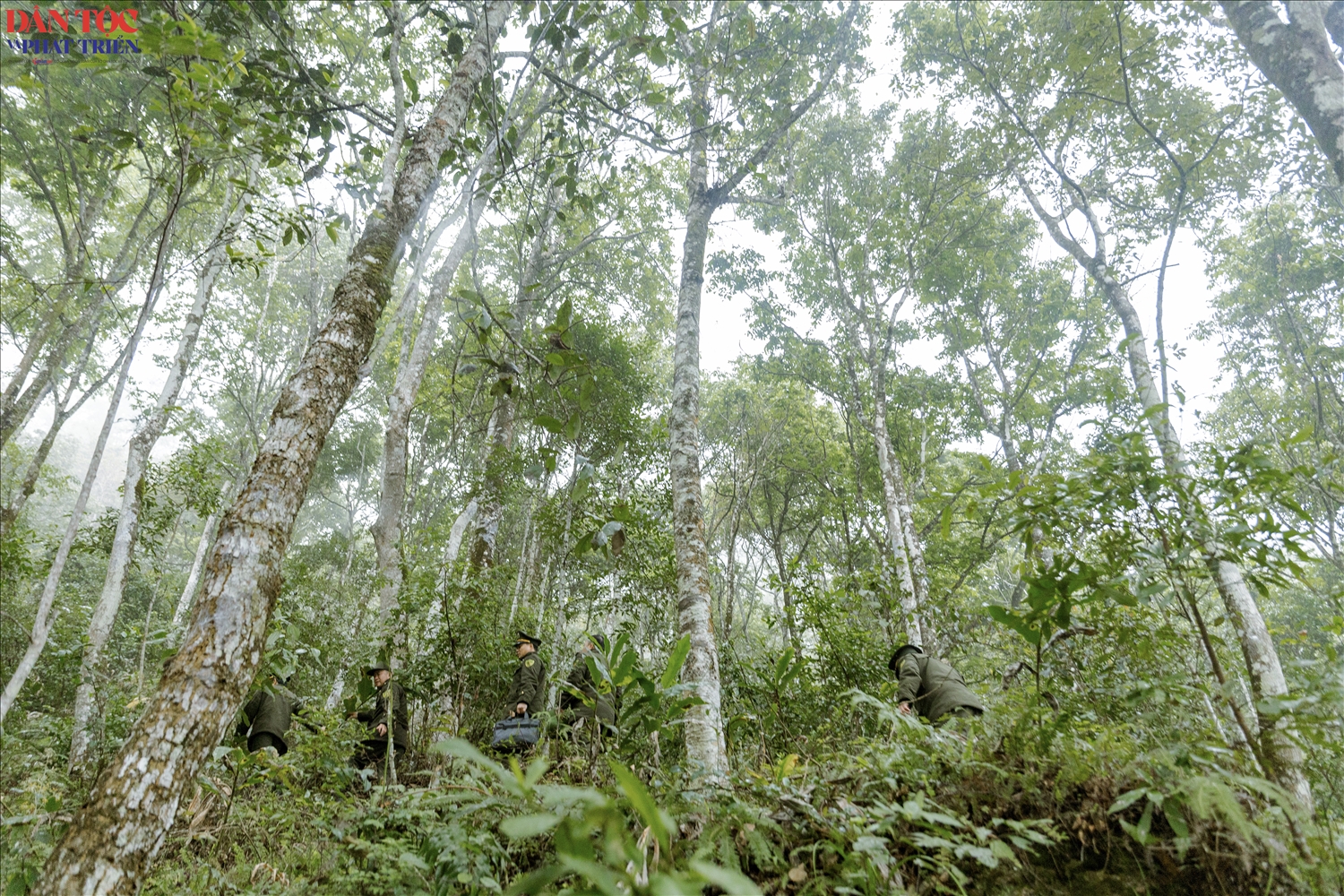 Theo khảo sát của cơ quan chức năng, Chí Sán là nơi sinh trưởng của nhiều loài thực vật quý hiếm như thông đỏ, lan kim tuyến, bách vàng, thiết sam cùng các loài động vật như khỉ vàng, cu li, cầy bạc má, rắn hổ mang chúa, thỏ Trung Hoa và nhiều loài chim, thú rừng có tên trong Sách đỏ Việt Nam, giữ vai trò quan trọng trong việc gìn giữ đa dạng sinh học và bảo vệ nguồn nước cho khu vực.