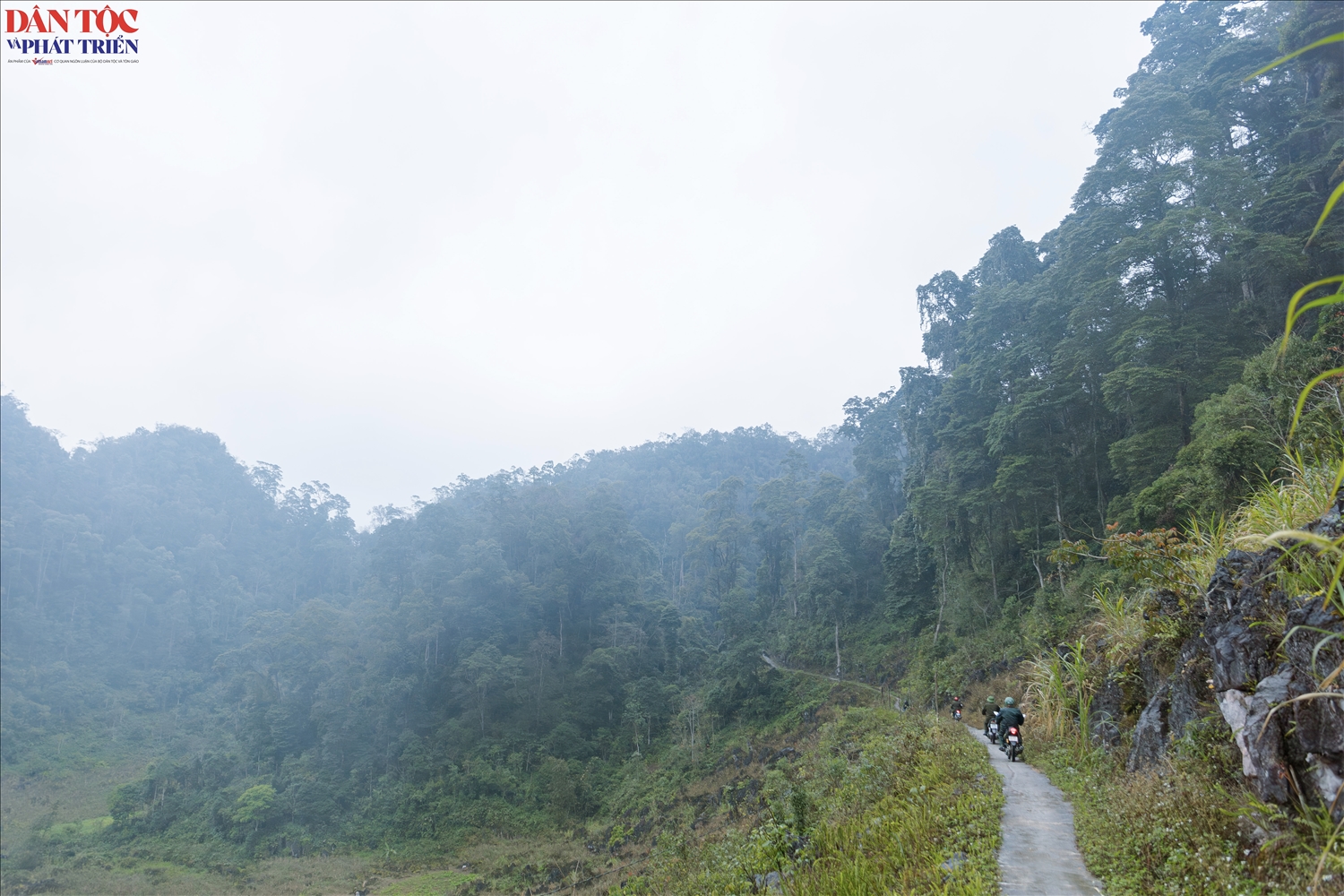 Trên những dãy núi đá của Khu bảo tồn thiên nhiên Chí Sán, một quần thể gỗ nghiến cổ thụ đã sinh trưởng xanh tốt hàng trăm năm. 