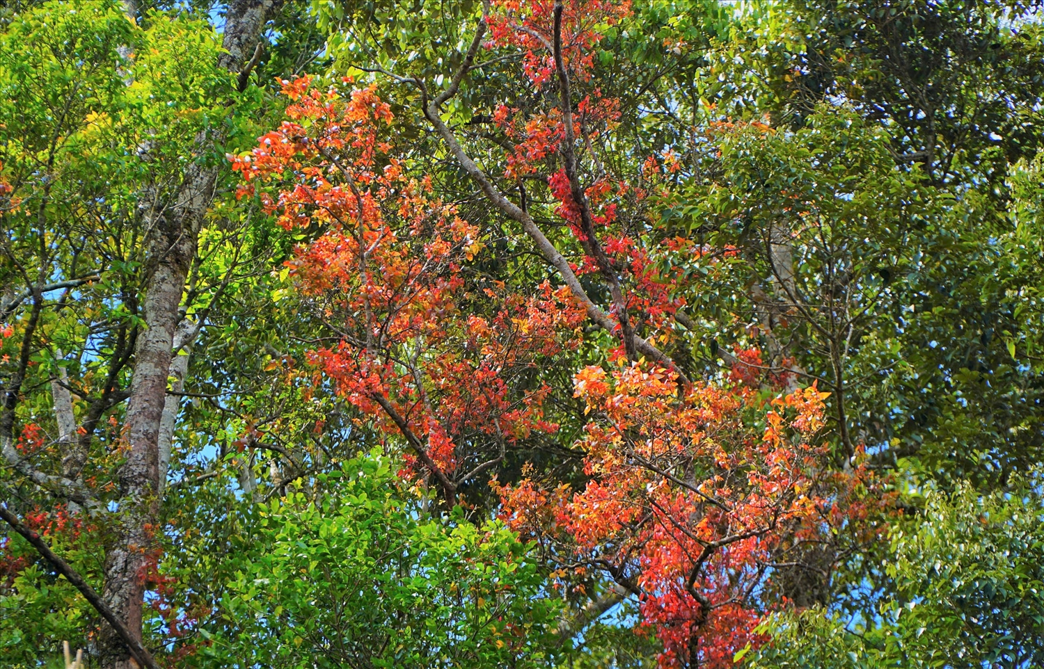 Cây rừng ra lộc non với gam màu đỏ cam. (Ảnh: N.C)