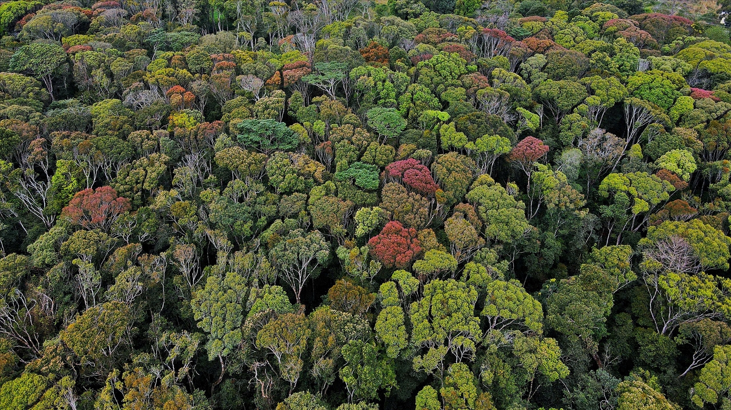 Đến với Măng Đen thời điểm này, du khách sẽ được chiêm ngưỡng vẻ đẹp nguyên sơ của đất trời khi vào Xuân. (Ảnh: N.C)