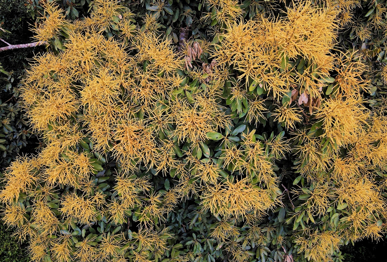 Hoa cây xoài rừng với gam màu vàng rực. (Ảnh: N.C)