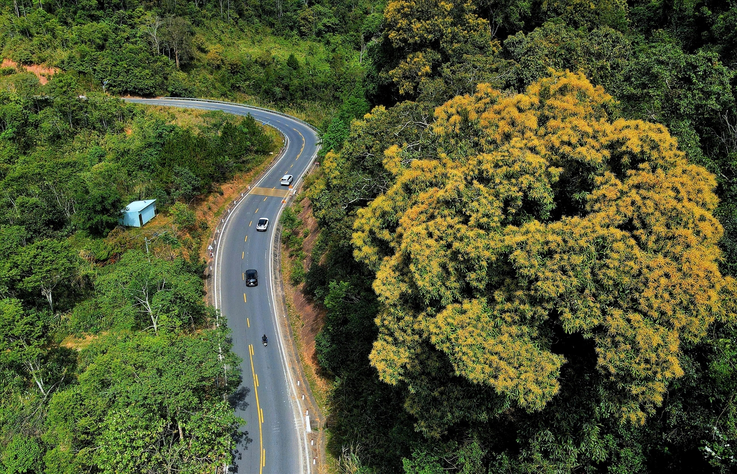 Một cây xoài rừng nở hoa vàng rực trên cung đường đèo Măng Đen. (Ảnh: N.C)