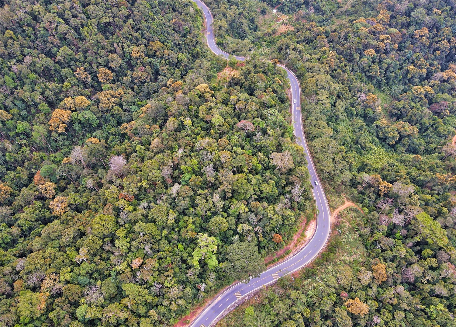 Dọc theo những cung đường uốn lượn dẫn vào trung tâm xã Măng Đen, du khách sẽ ngỡ ngàng trước khung cảnh những cánh rừng nguyên sinh đang mùa thay lá. (Ảnh: N.C)