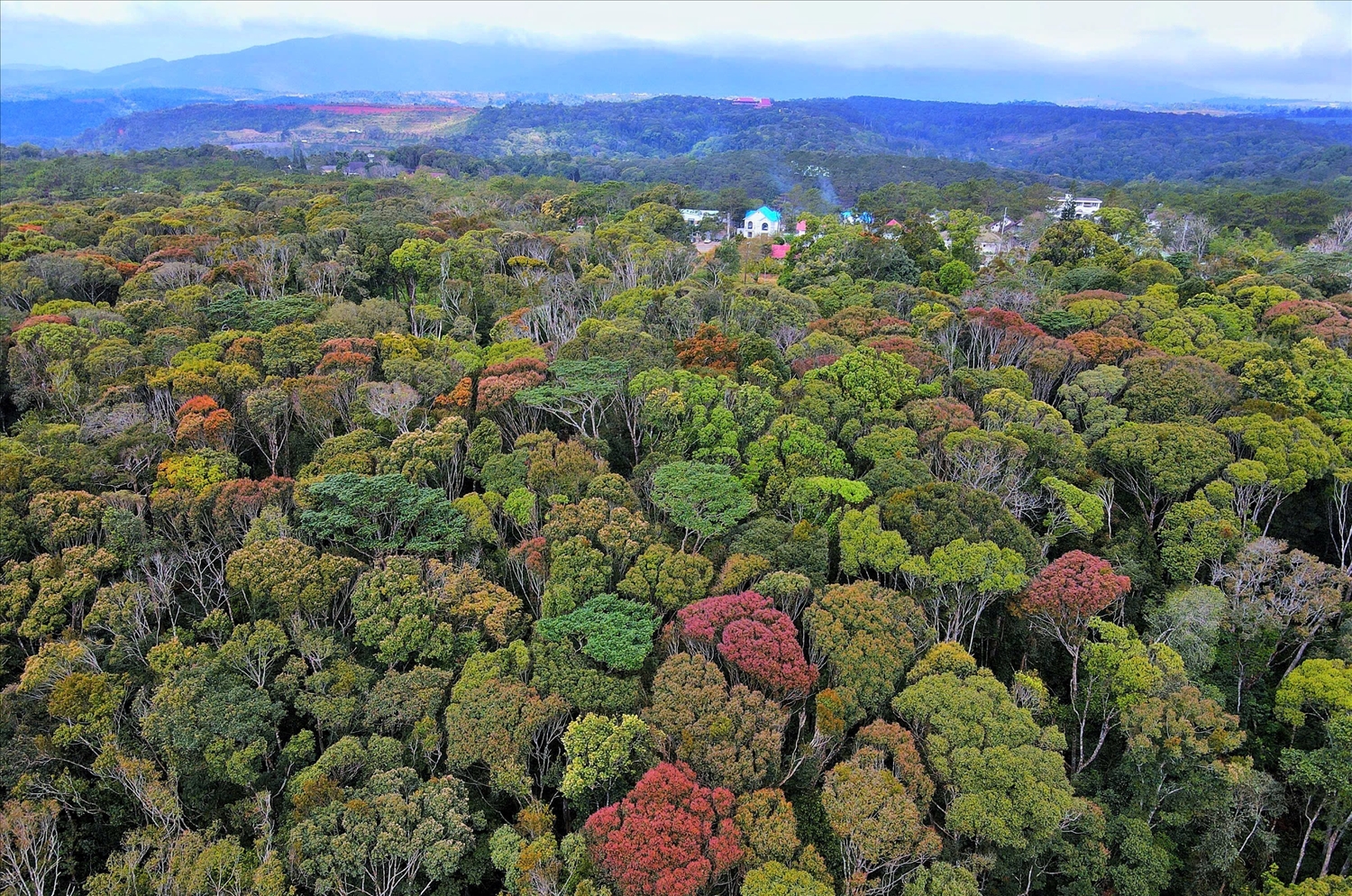 Rừng thay lá với nhiều gam màu hòa quyện vào nhau, tạo nên một sự tương phản tuyệt mỹ với bầu trời xanh ngắt và những dải mây trắng bồng bềnh. (Ảnh: N.C)