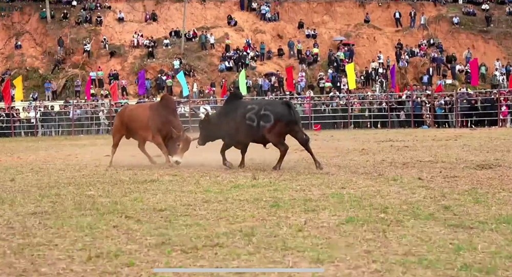 Những "đấu sĩ" bò tham gia giải năm nay đều được tuyển chọn kỹ lưỡng từ các xã: Na Son, Xa Dung, Pu Nhi, Tìa Dình...