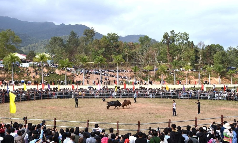 Hội thi chọi bò là nét văn hóa đã hình thành từ lâu đời tại khu vực huyện Điện Biên Đông (cũ)