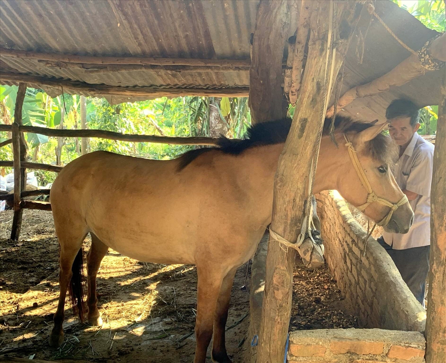 Nghề nuôi ngựa vẫn còn tồn tại ở nhiều địa phương.