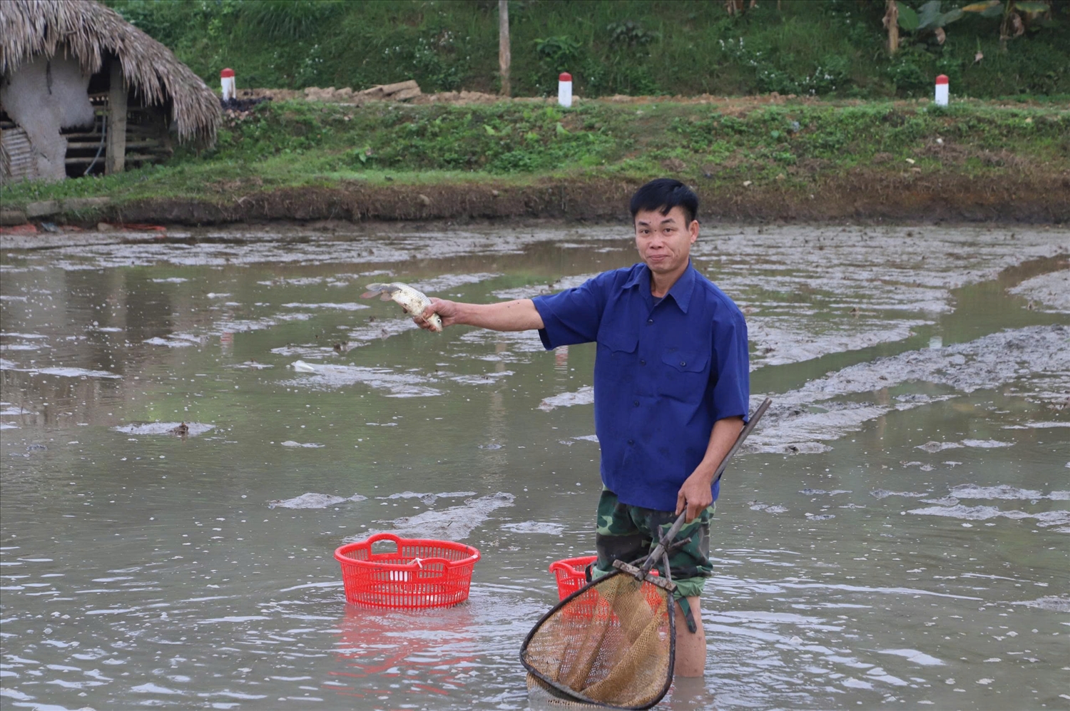 Các hộ tham gia mô hình nuôi cá chép ruộng được Nhà nước hỗ trợ 70% chi phí giống, người dân đối ứng 30%, qua đó giảm chi phí đầu tư ban đầu