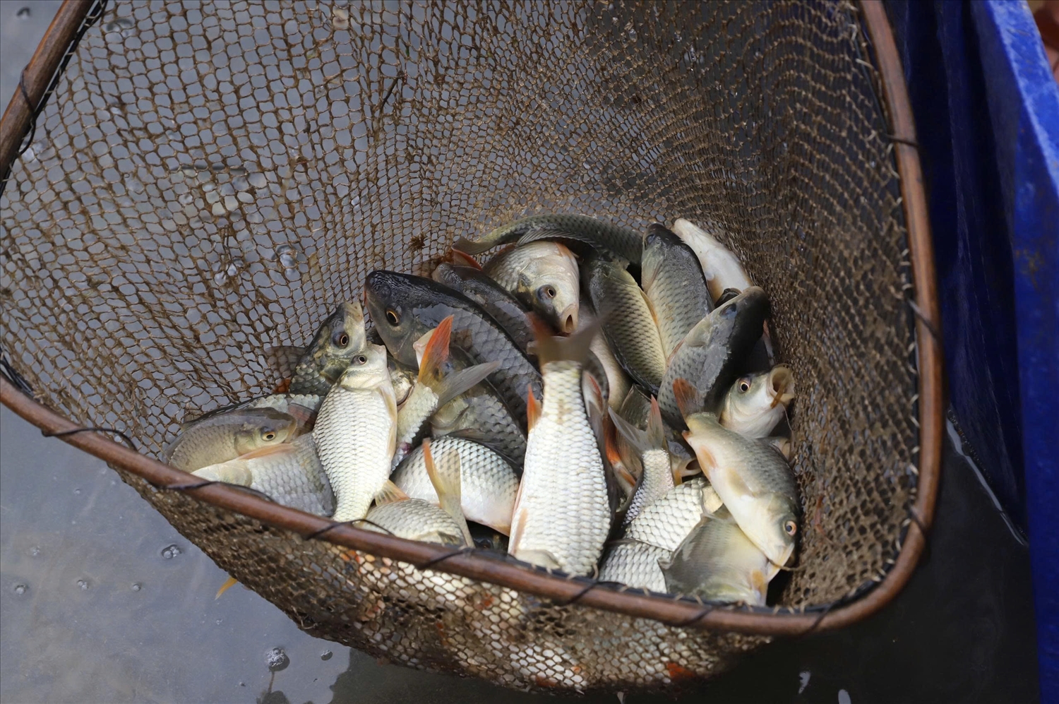 Cá chép ruộng hiện được thương lái và người dân trong vùng ưa chuộng, giá bán dao động từ 80.000 – 120.000 đồng/kg