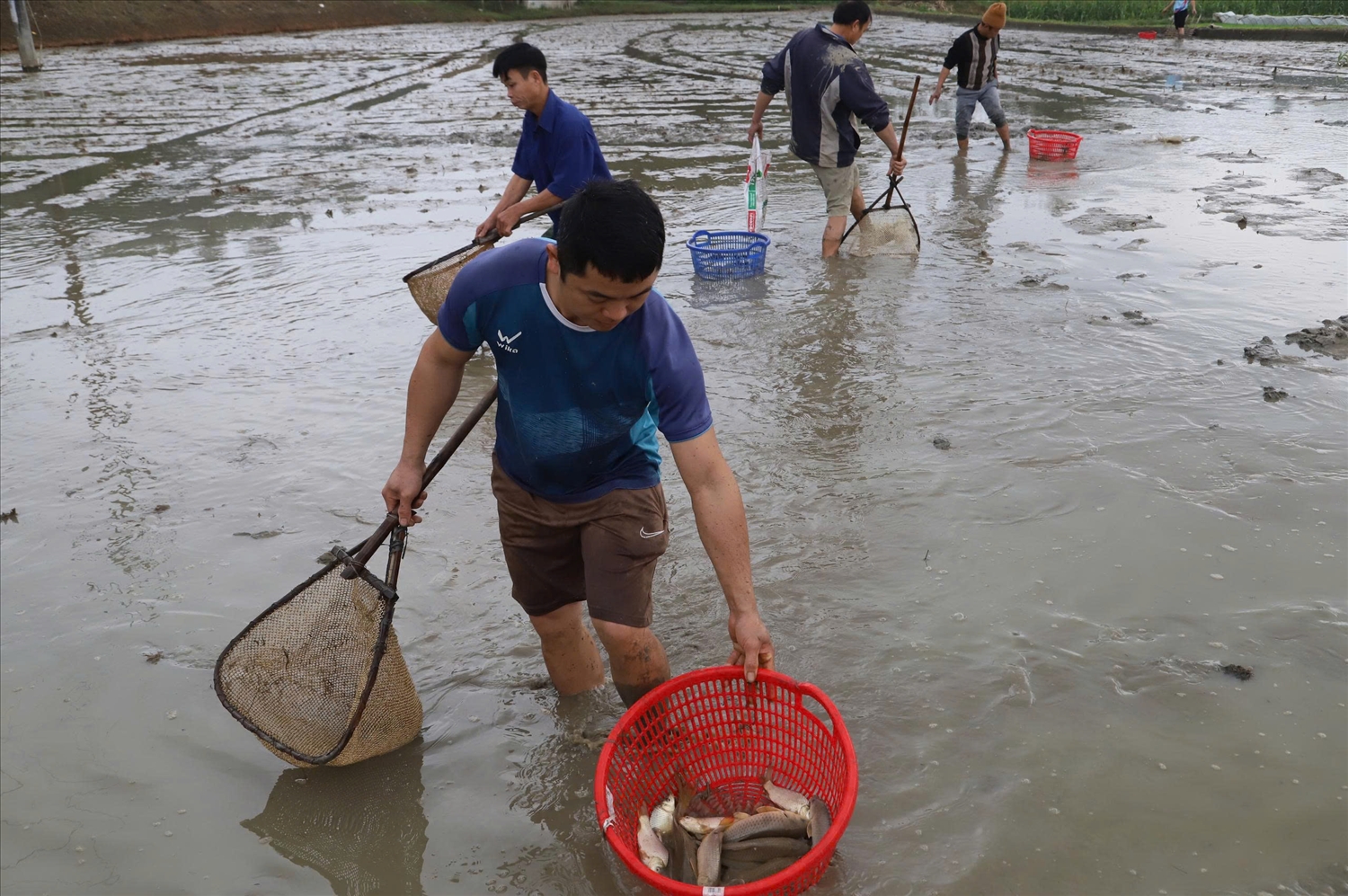 Anh Hoàng Mạnh Ly (thôn Tân Thành 2, xã Liên Hiệp) thu hoạch cá chép ruộng sau hơn 3 tháng thả nuôi