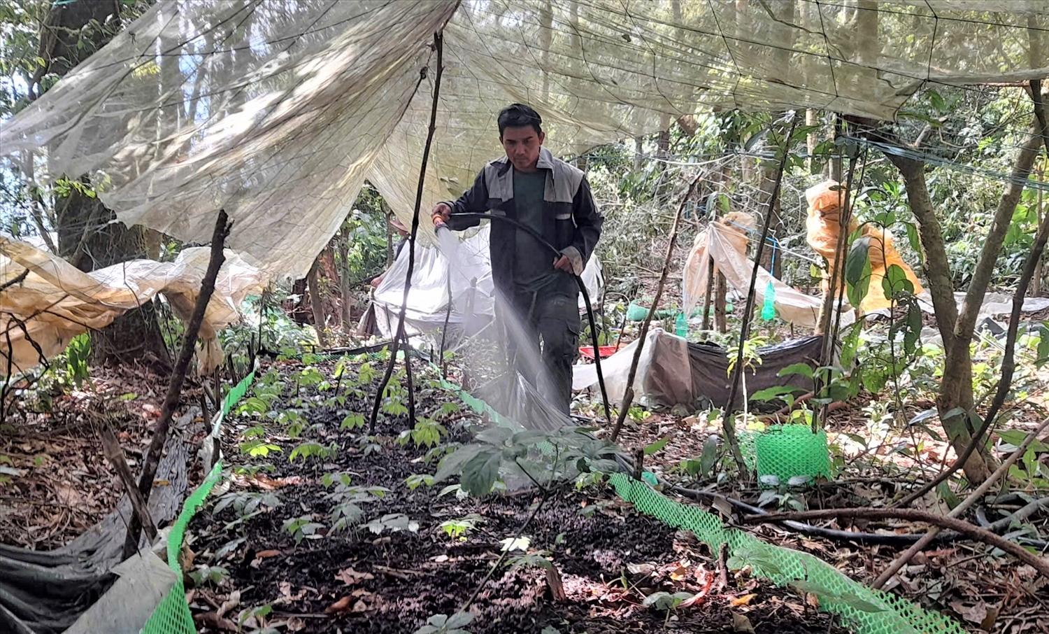 Thời điểm này đất thiếu độ ẩm nên phải tưới nước cho cây sâm Ngọc Linh