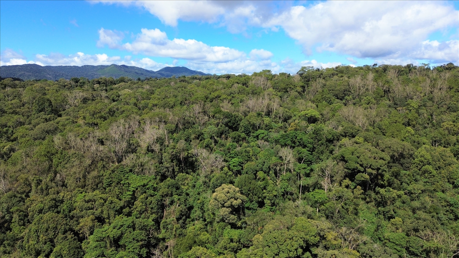 Sâm Ngọc Linh được đồng bào Xơ Đăng trồng dưới những tán rừng già trong dãy núi Ngọc Linh