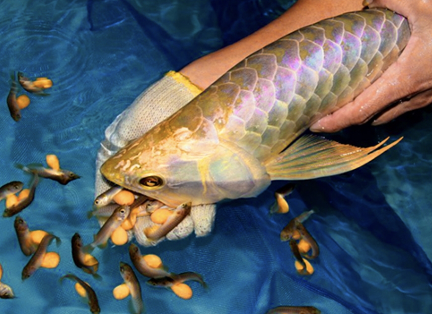 13 người nhập viện nghi ngộ độc sau khi ăn trứng cá Rồng tại Thanh Hóa. Ảnh minh họa