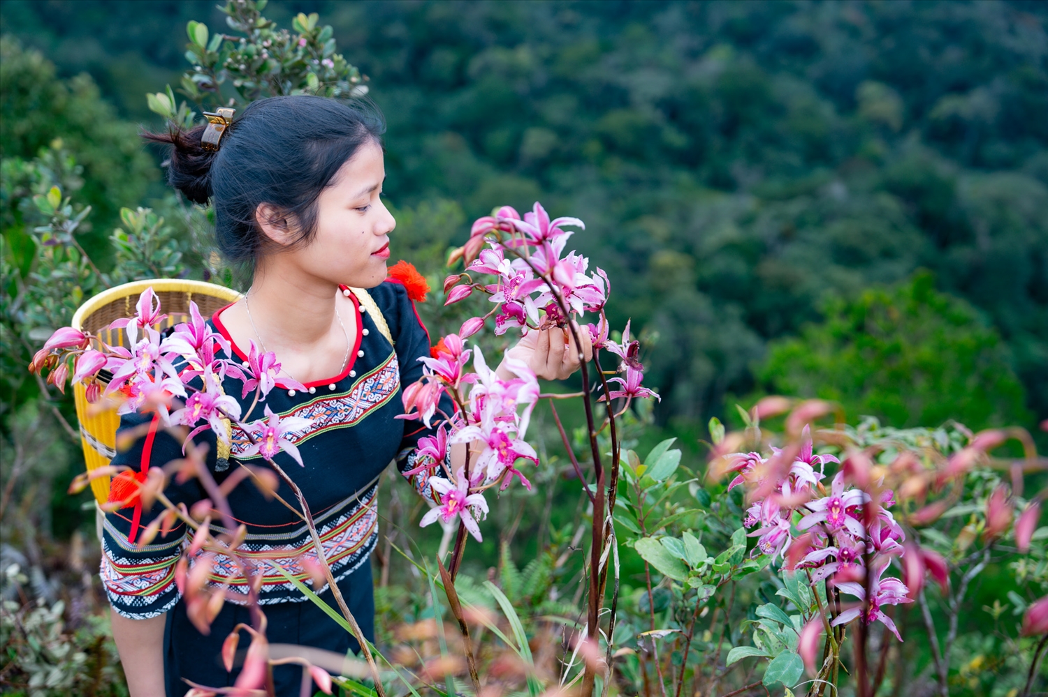 Thiếu nữ người Xơ Đăng ở ghi lại hình ảnh đẹp cùng hoa địa lan ở làng Vi Rơ Ngheo, xã Măng Đen