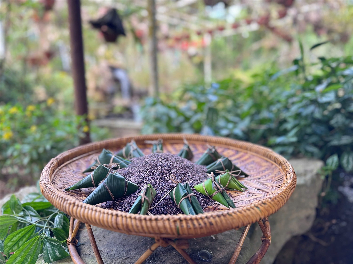 Bánh aquat của đồng bào Pa Cô có hình sừng trâu, được gói bằng nếp than (Ảnh: Phạm Tiến) 