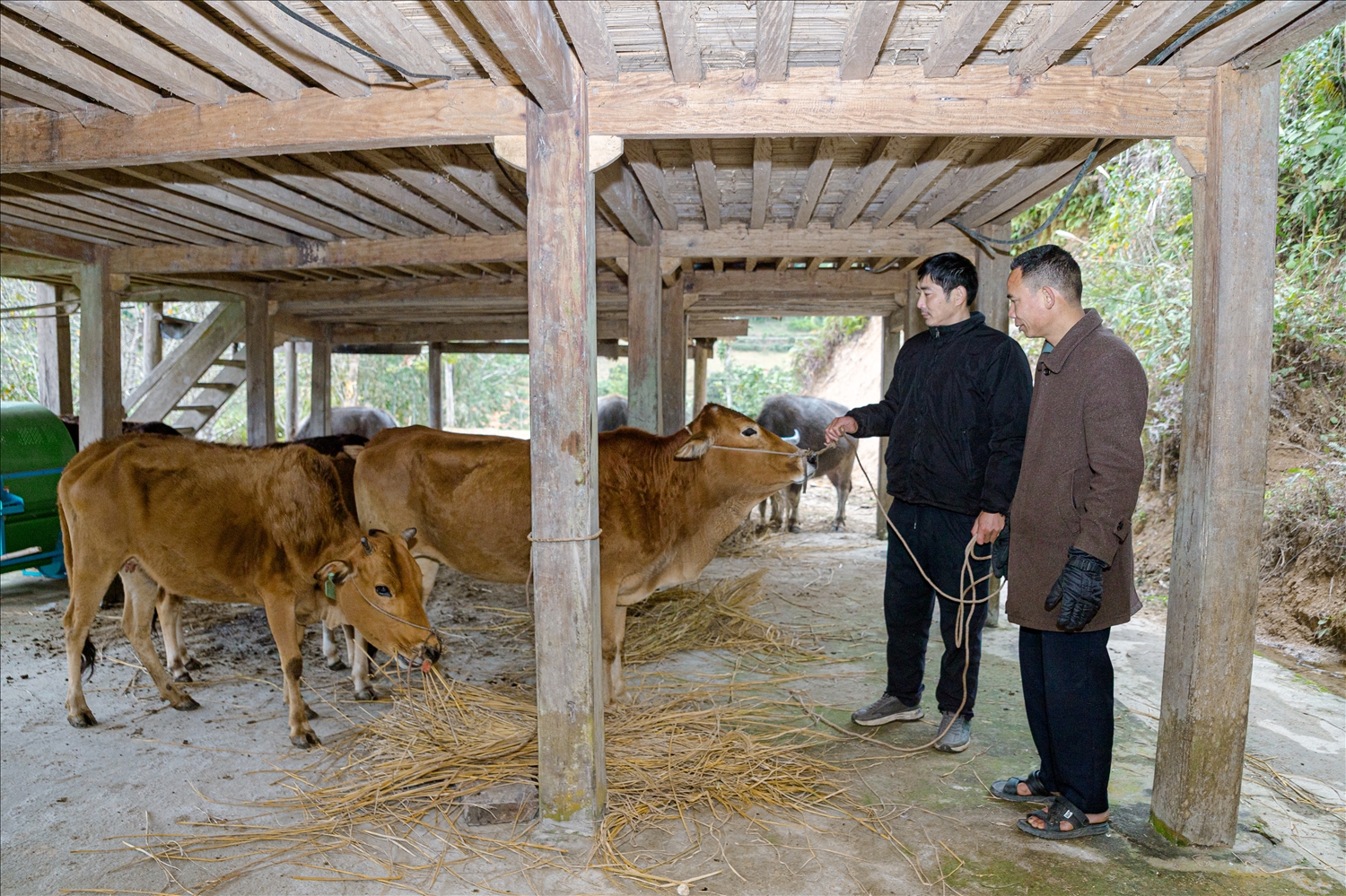 Đàn gia súc 10 con của gia đình anh Hoàng Đức Tượng (áo đen) đang phát triển ổn định nhờ nguồn vốn hỗ trợ từ Chương trình MTQG Giảm nghèo bền vững