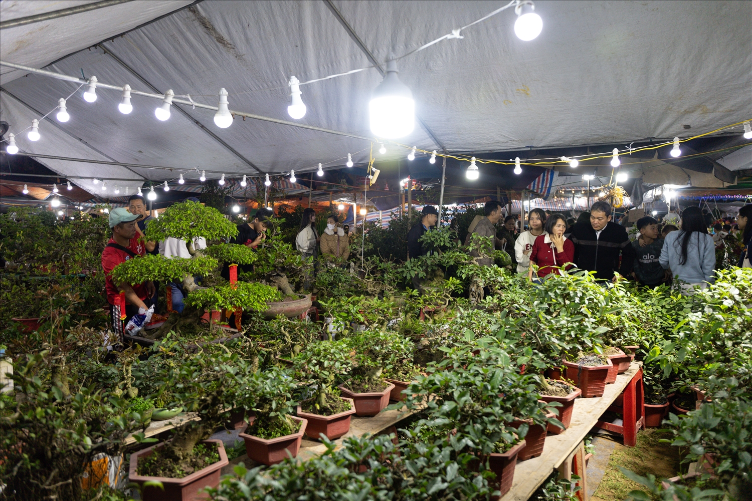 Các gian hàng cây cảnh san sát, đa dạng chủng loại tại chợ Viềng trong đêm khai hội