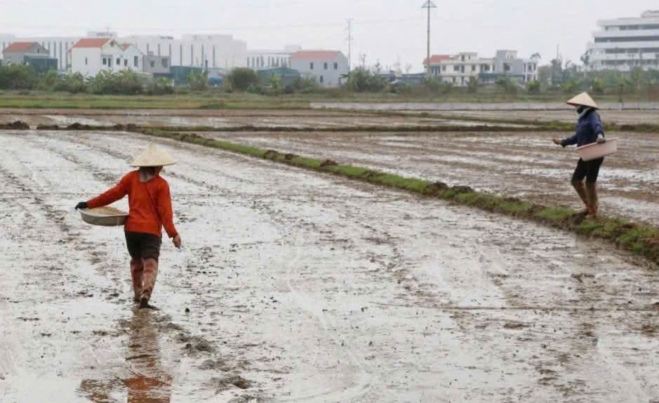 Tại các địa phương cơ bản hoàn thành khâu làm đất, đang bước vào cao điểm gieo cấy