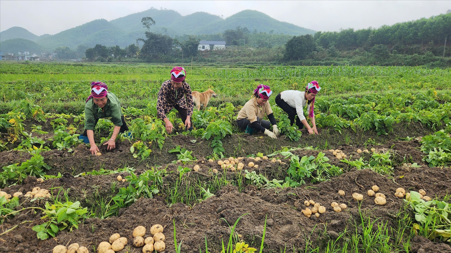Bà con xã Quảng Đức tập trung thu hoạch khoai tây, chuẩn bị bước vào vụ mới