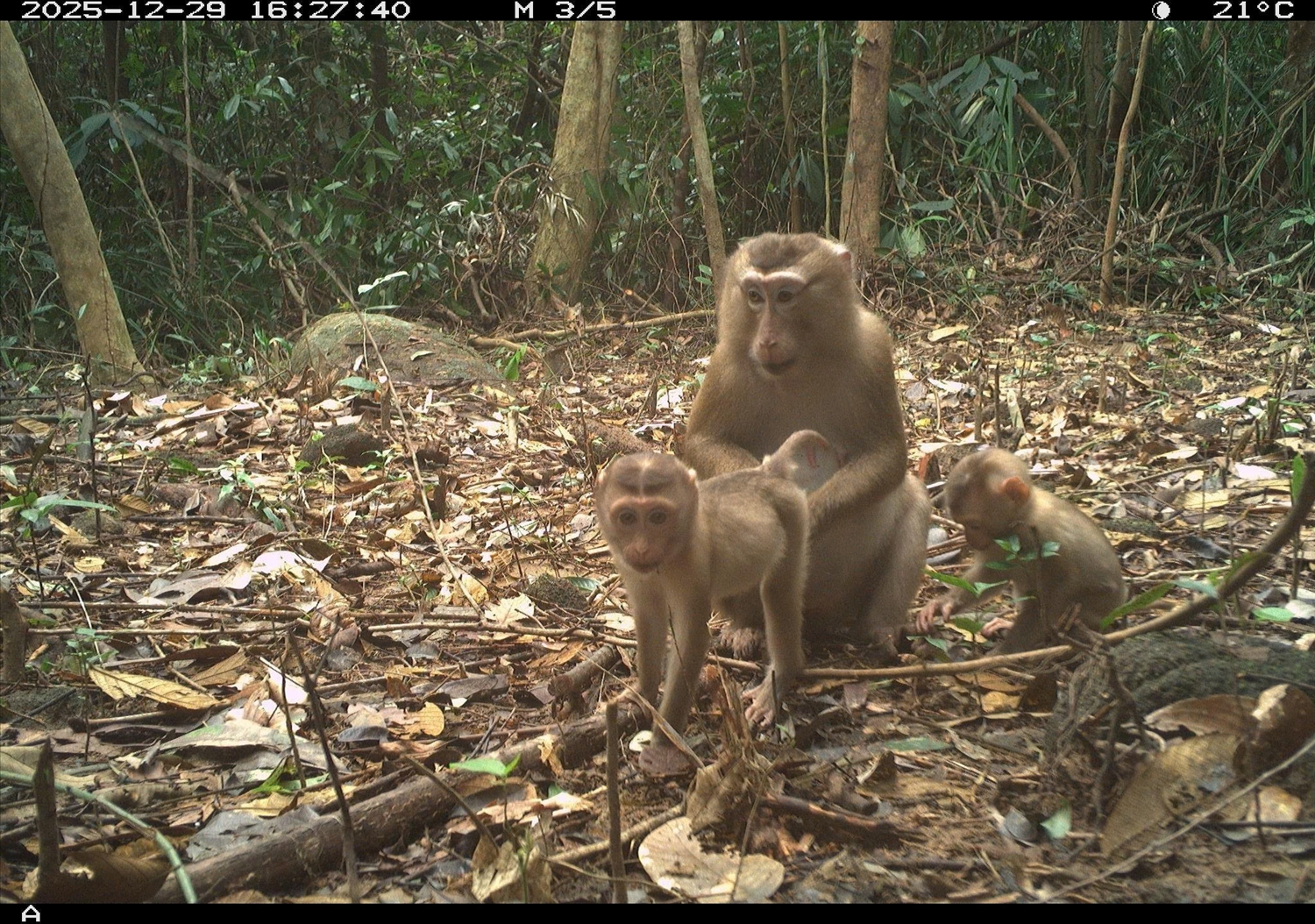 Bẫy ảnh ghi lại đàn khỉ đuôi lợn tại rừng Mỹ Sơn. (Ảnh Ban Quản lý Mỹ Sơn)