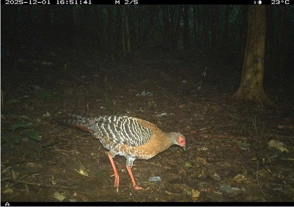 Gà lôi được bẫy ảnh ghi lại ở rừng Mỹ Sơn. (Ảnh Ban Quản lý Mỹ Sơn)