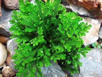 (Tổng hợp) Những bài thuốc phổ biến từ cây trường sinh thảo 1