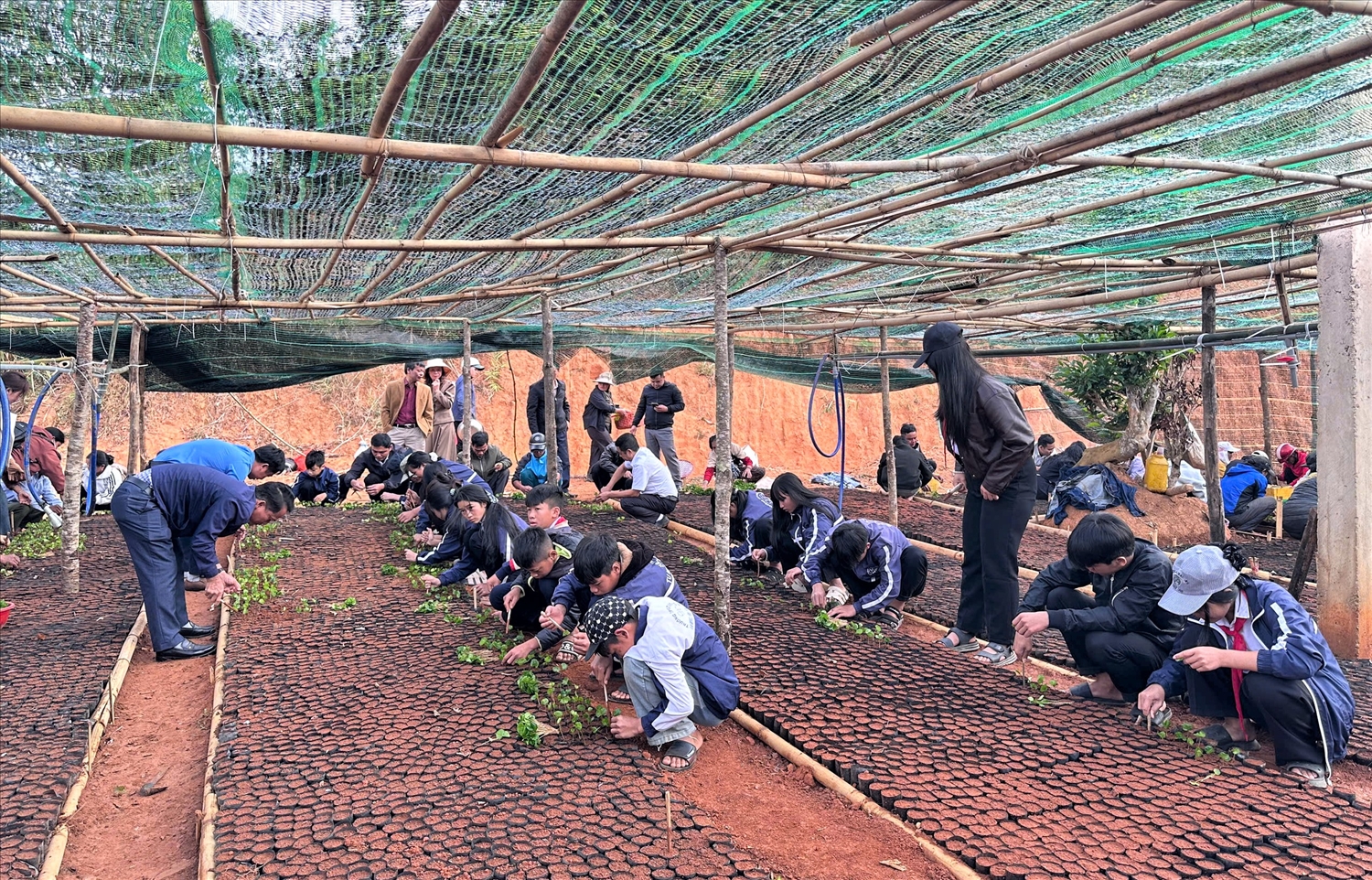 Xã Tu Mơ Rông triển khai ươm cây giống cà phê để cấp miễn phí cho đồng bào Xơ Đăng