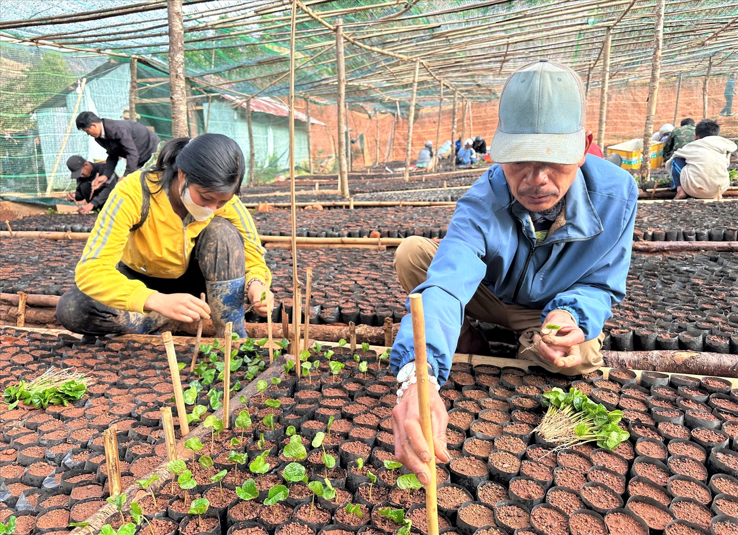 Đồng bào Xơ Đăng xã Tu Mơ Rông tự tay ươm bầu cho cây cà phê nhằm bảo đảm nguồn giống phục vụ sản xuất của gia đình
