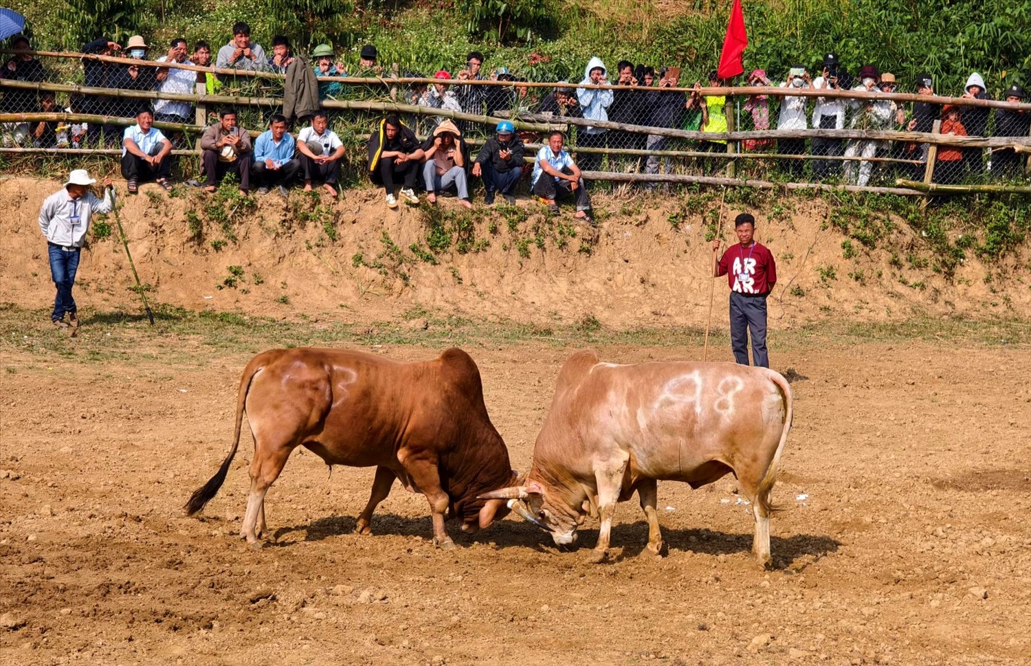 Em kg bài: Chọi bò - Nét đẹp văn hóa dân tộc Mông giữa Tây Nguyên 3